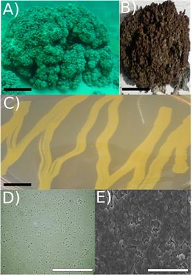 The Complete Genome and Physiological Analysis of the Microbialite-Dwelling Agrococcus pavilionensis sp. nov; Reveals Genetic Promiscuity and Predicted Adaptations to Environmental Stress